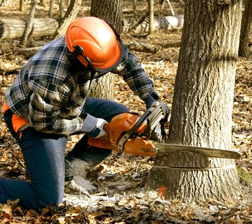 Tree Removal in East Texas, PA